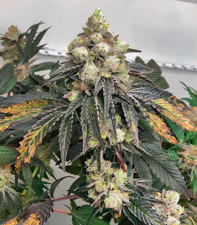 Polar Gelato fem (Silent Seeds) семена конопли