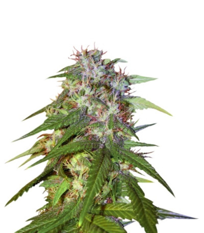 Sour Cream reg (DNA Genetics) семена конопли