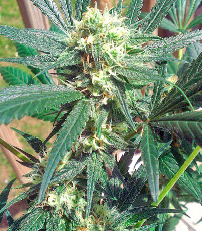 Super Skunk fem (Nirvana Seeds) семена конопли