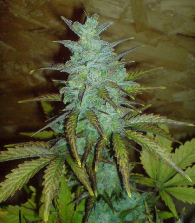 Buddha White Dwarf auto fem семена конопли