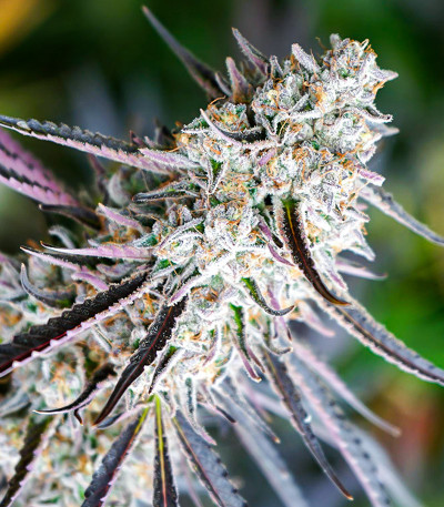 Florida Gaspack fem (Humboldt Seed Organization) семена конопли