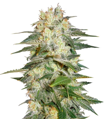 Afghan Kush Ryder Auto fem (World of Seeds) семена конопли