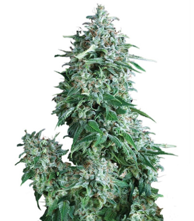 Auto Anubis fem (Pyramid Seeds) семена конопли