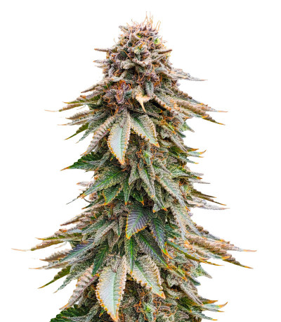 Blackberry Moonrocks fem (AlphaFem Seeds) семена конопли