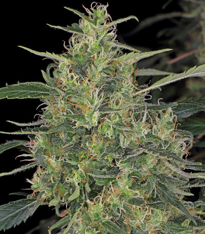 CBD-Chronic fem (Serious Seeds) семена конопли