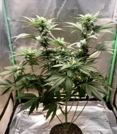 Eleven Roses fem (Delicious Seeds) семена конопли