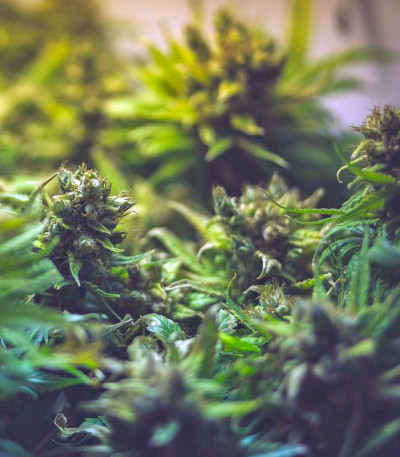 Семена каннабиса Freddy's Best