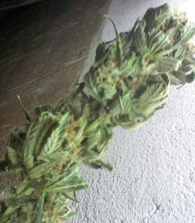 Hindu Kush (Kaya Gold) fem (Nirvana Seeds) семена конопли