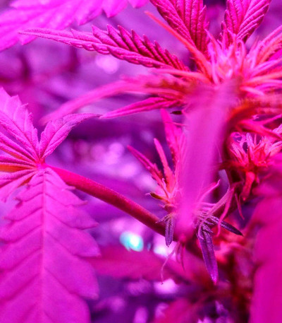 Kripple Shock fem (Dr. Krippling Seeds) семена конопли