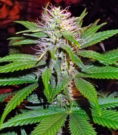 Magic Bud fem (Paradise Seeds) семена конопли