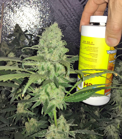 Muneka Rusa (Russian Doll) fem семена конопли