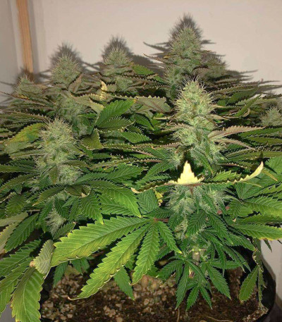 Northern Lights fem (Pyramid Seeds) семена конопли