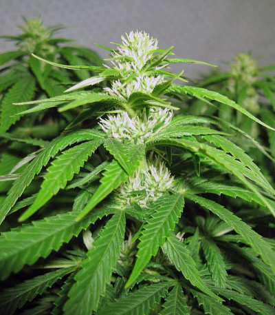 Сорт конопли Pineapple Chunk