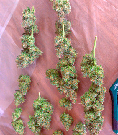 Snow White (Big Bud) fem (Nirvana Seeds) семена конопли