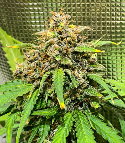 Gorilla Glue #4 Fast Version fem (Easy Grow Seeds) семена конопли