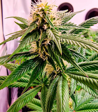 Jealousy fem (Original Sensible Seeds) семена конопли