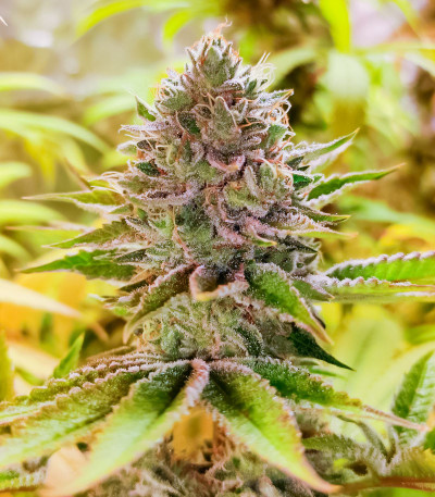 Persian Pie fem (Green House Seeds) семена конопли