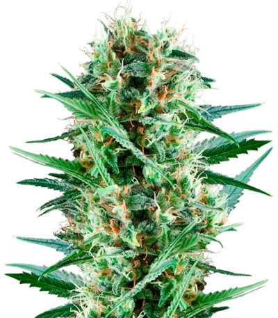 Royal Cookies fem (Royal Queen Seeds) семена конопли