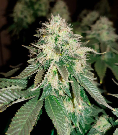 White Widow fem (Medical Seeds) семена конопли