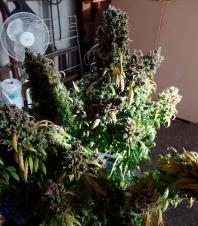 AK-49 fem (Vision Seeds) семена конопли