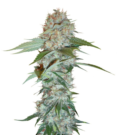 Big Bud reg (Sensi Seeds) семена конопли