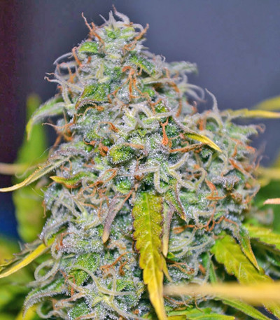 Big Devil #2 Auto fem (Sweet Seeds) семена конопли