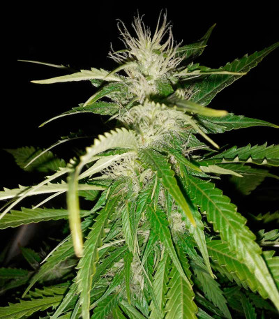 Delicious Candy Auto fem (Delicious Seeds) семена конопли