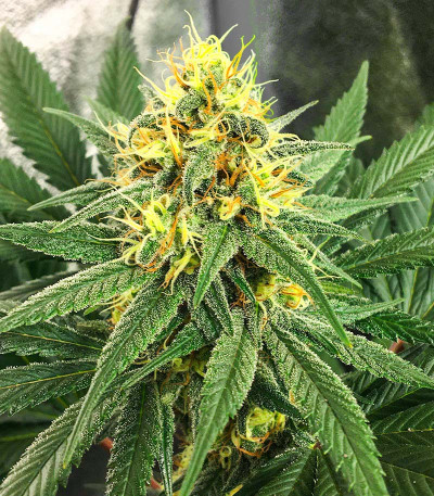 Grandmommy Purple fem семена конопли