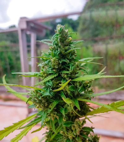 Jet Fuel Mandarine XL Auto fem (Sweet Seeds) семена конопли