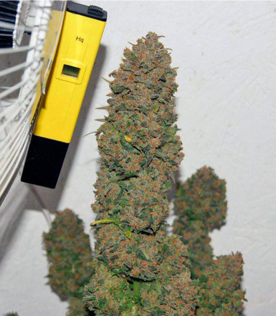 Mexican Airlines Auto fem семена конопли