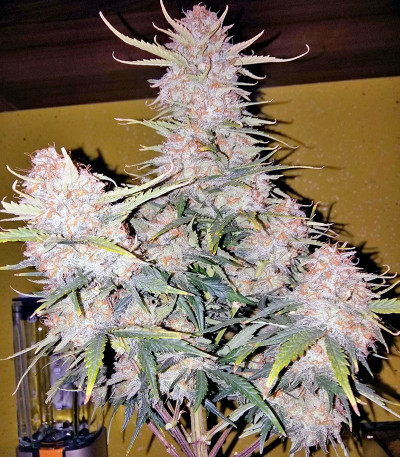 Royal Dwarf auto fem (Royal Queen Seeds) семена конопли