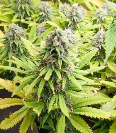 Siberian Haze fem (Kalashnikov Seeds) семена конопли