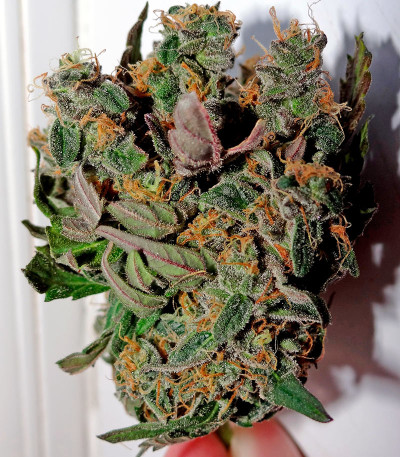 Skunk Auto fem (Strain Hunters) семена конопли