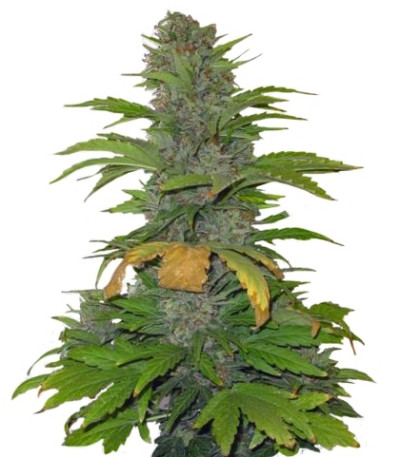 Speed Devil #2 Auto fem (Sweet Seeds) семена конопли