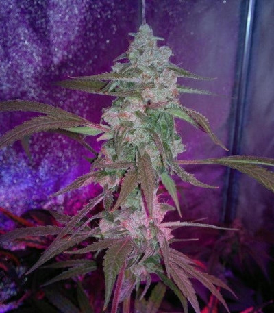 StarRyder Auto fem (Dutch Passion) семена конопли
