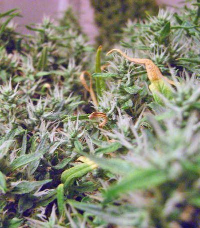 Сорт марихуаны The Ultimate