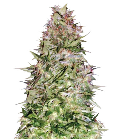 Auto White Prussian fem семена конопли