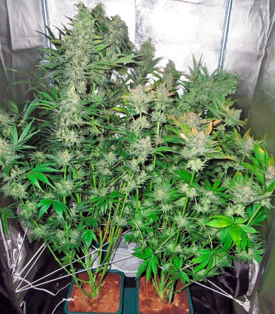White Russian fem (Serious Seeds) семена конопли
