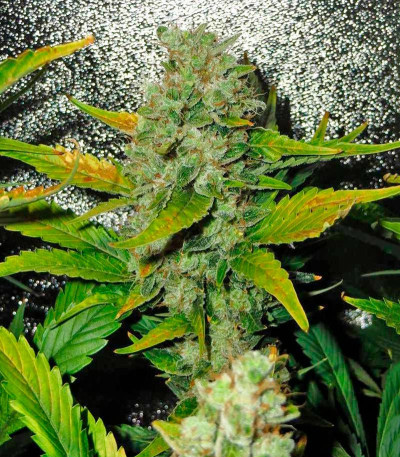 White Russian fem (Serious Seeds) семена конопли