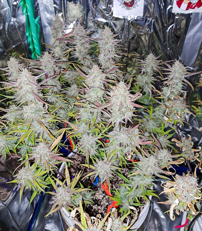 Tropicana Cookies Auto fem (FastBuds) семена конопли