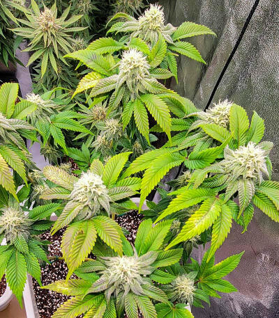 Watermelon Zkittlez Fast Version fem (Easy Grow Seeds) семена конопли