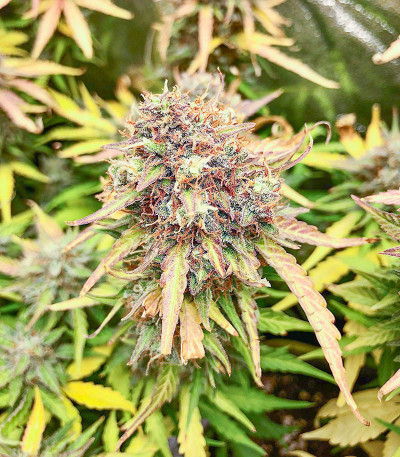 Auto Gorilla Blue fem (Advanced Seeds) семена конопли