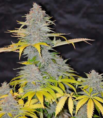 Furious Candy fem семена конопли