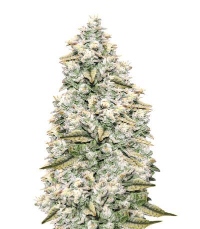 Gorilla Glue #4 fem (Anesia Seeds) семена конопли