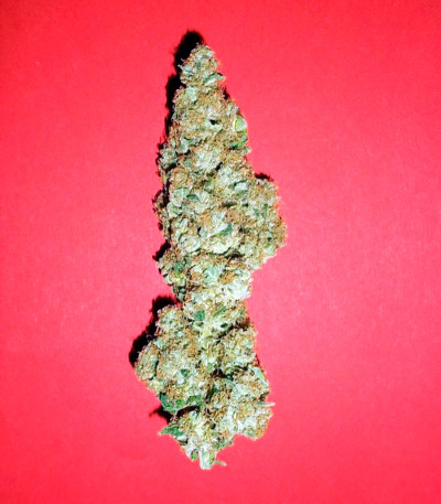 Kalichakra reg семена конопли