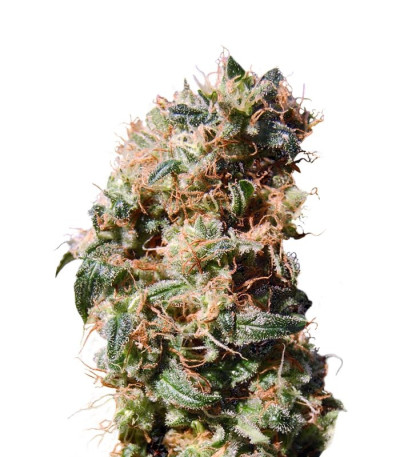 La Reina de Africa (Kaboom) fem семена конопли