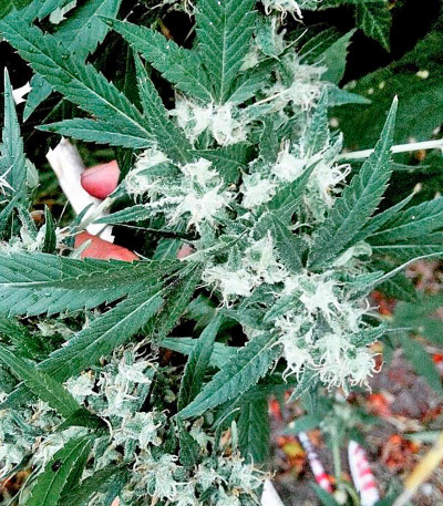 Moby Dick #2 fem (Dinafem Seeds) семена конопли