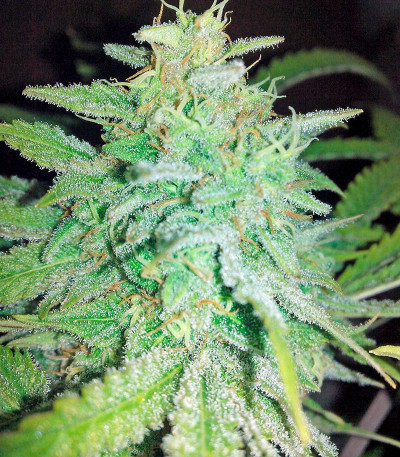 Money Maker fem (Strain Hunters) семена конопли