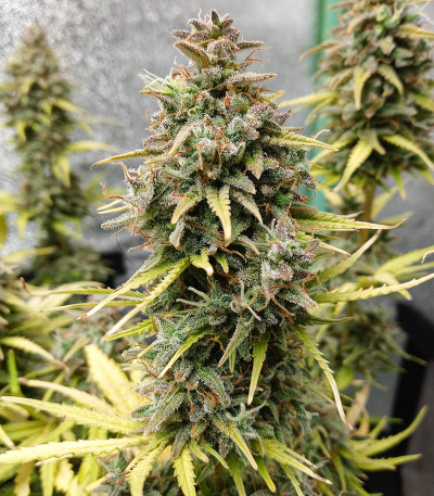 Original Cinderella Auto (FastBuds) семена конопли