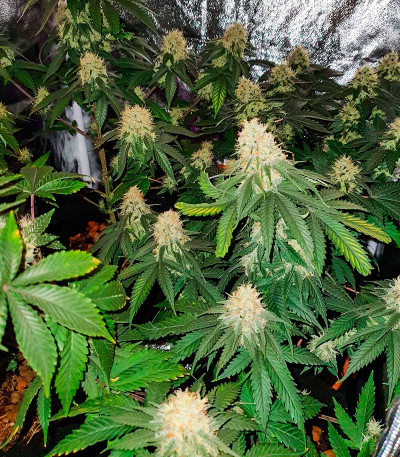 Sherbert Gorilla fem (Dr. Krippling Seeds) семена конопли